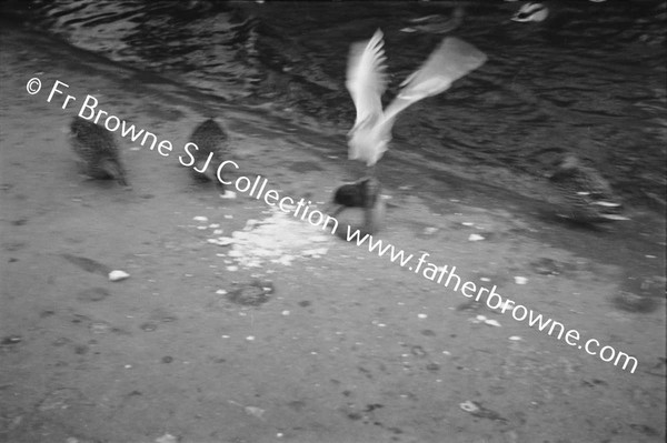 ST STEPHEN'S GREEN DUCKS